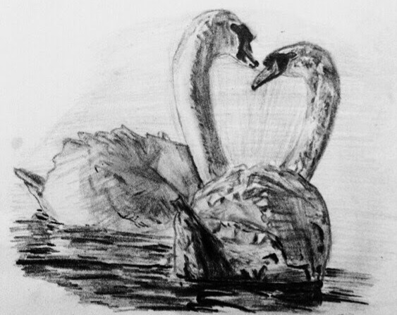 Pencil drawing of two swans facing each other on the water